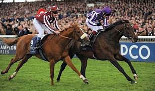 Image result for Horse Riding Race