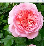 Image result for Rosa (K) Constance Spry