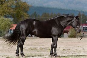 Image result for National Canadian Horse