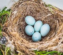 Image result for Bird Nests On Houses