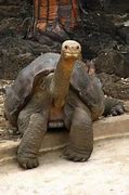 Image result for 100 Year Old Tortoise