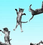 Image result for Dead Cat Bounce Meme