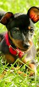 Image result for Miniature Pinscher