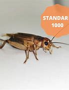 Image result for St. George Utah Silent Crickets