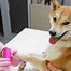 Image result for Shiba Inu Chonk