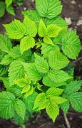 Image result for Raspberry Leaf