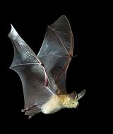 Image result for Bat Flying Side View