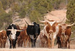Image result for Longhorn Cattle Drive Texas Walking