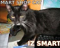 Image result for Smart Cat Meme