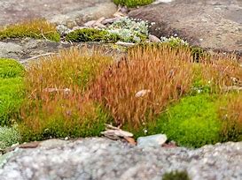 Image result for Moss Being