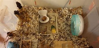 Image result for Wild Hamster Burrow