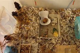 Image result for Hamster Burrow