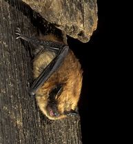 Image result for Eastern Small-Footed Bat
