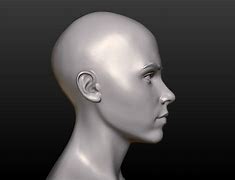 Image result for Head Model STL
