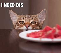 Image result for Stupid Funny Cat Memes