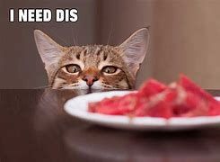 Image result for Orange Tabby Cat Meme