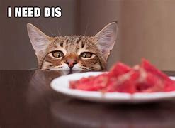 Image result for Mouth Closed Cat Meme