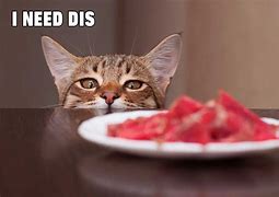 Image result for Person Eating Cat Meme