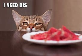 Image result for Cat Dinner Meme