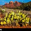 Image result for State Flower of Arizona
