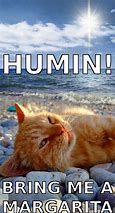 Image result for Cat Goes to Beach Meme