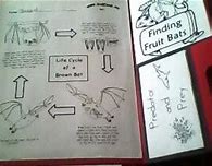 Image result for Bat Life Cycle
