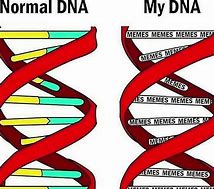 Image result for Polish DNA Meme