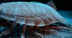 Image result for giant sea isopods facts