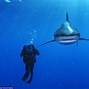 Image result for Fish with Blue Eyes