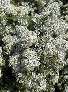 Image result for Aster ericoides f. prostratus Snow Flurry