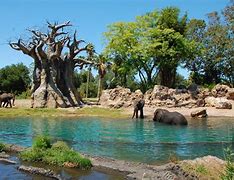 Image result for Disney Animal Kingdom Africa