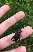 Image result for Black Cricket Insect Sound