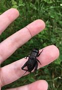 Image result for Black Cricket Flying Beetle