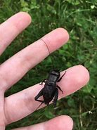 Image result for King Cricket Insect