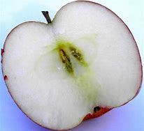 Image result for Red Delicious Apple Fruit Picture