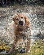 Image result for Dog Shaking Off Water