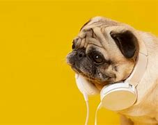 Image result for Cute Dogs with Headphones