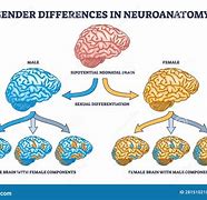 Image result for Gender Brain Differences