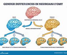 Image result for Gender Brain Differences