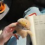Image result for Duck Plush AirPod Case