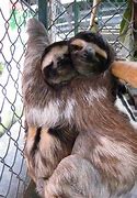 Image result for Sloths Hugging