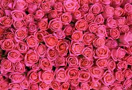 Image result for Rose Buds Tralee