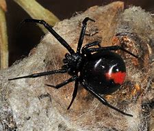 Image result for Male Redback Spider