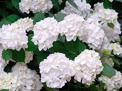 Image result for Hydrangea macrophylla Mme Emile Mouillère