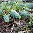 Image result for Euphorbia myrsinites