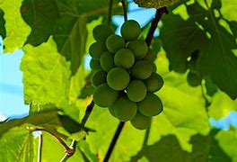 Image result for Sour Grapes Wine