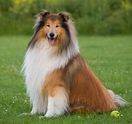 Image result for Rough Collie