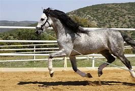 Image result for Azteca Horse Colornames