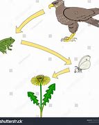 Image result for Butterfly Food Chain