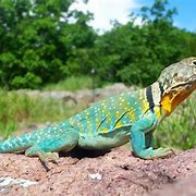 Image result for Types of Lizards in Missouri
